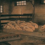 My Father's Farm (Sleeping Pigs), William Kurelek, ca. 1961